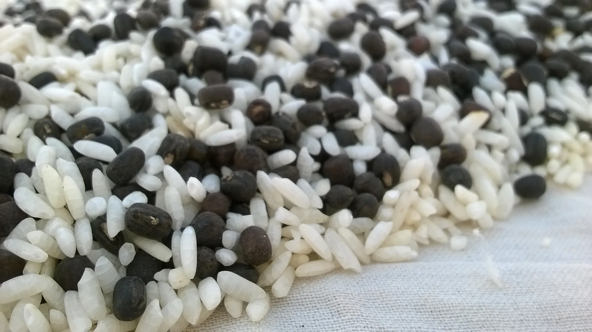Raw ingredients for making idli - rice and black lentils