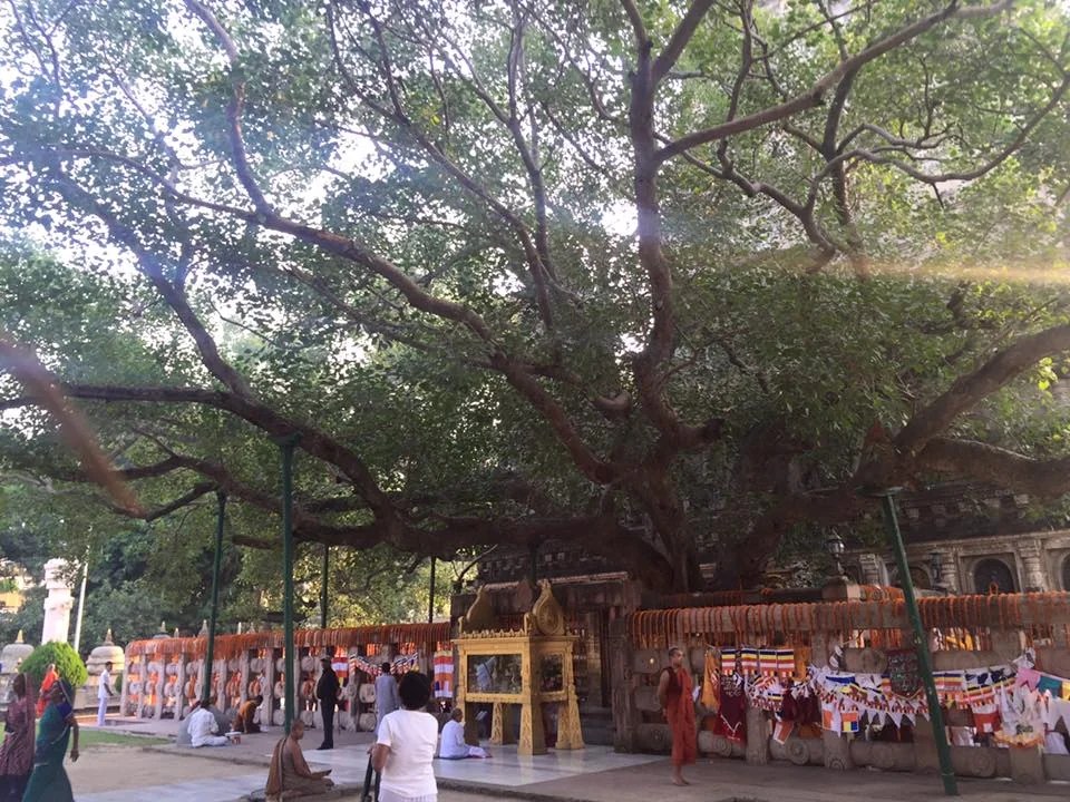 Close view of the Maha Bodhi tree with temple architecture