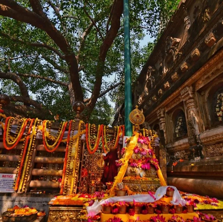 The Bodhi Tree at Bodh Gaya showing its full canopy