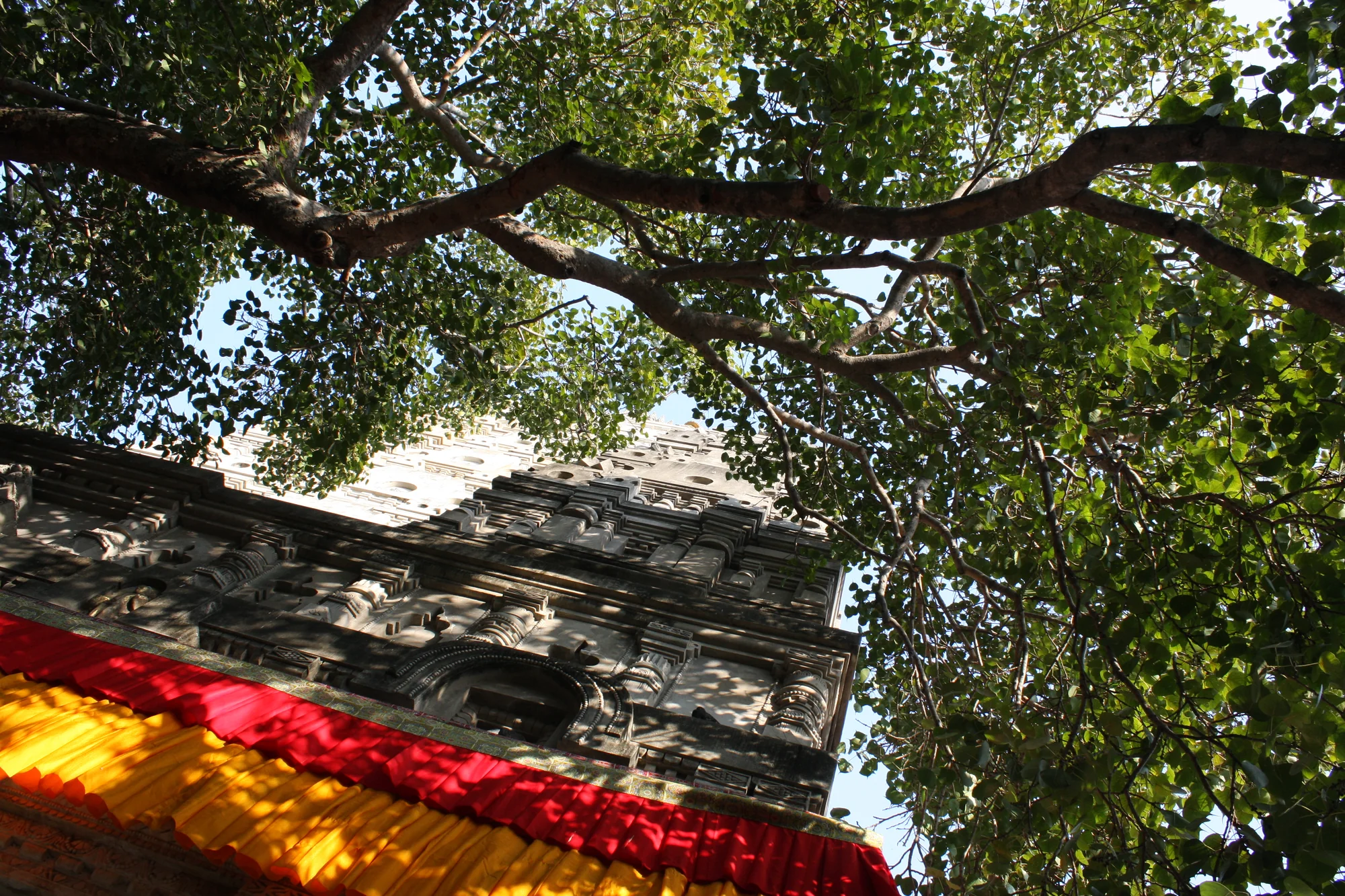 Bodhi Tree with the Mahabodhi Temple in background