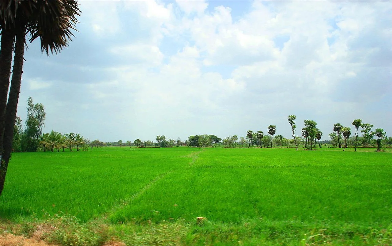 Rice paddy fields in Thanjavur district
