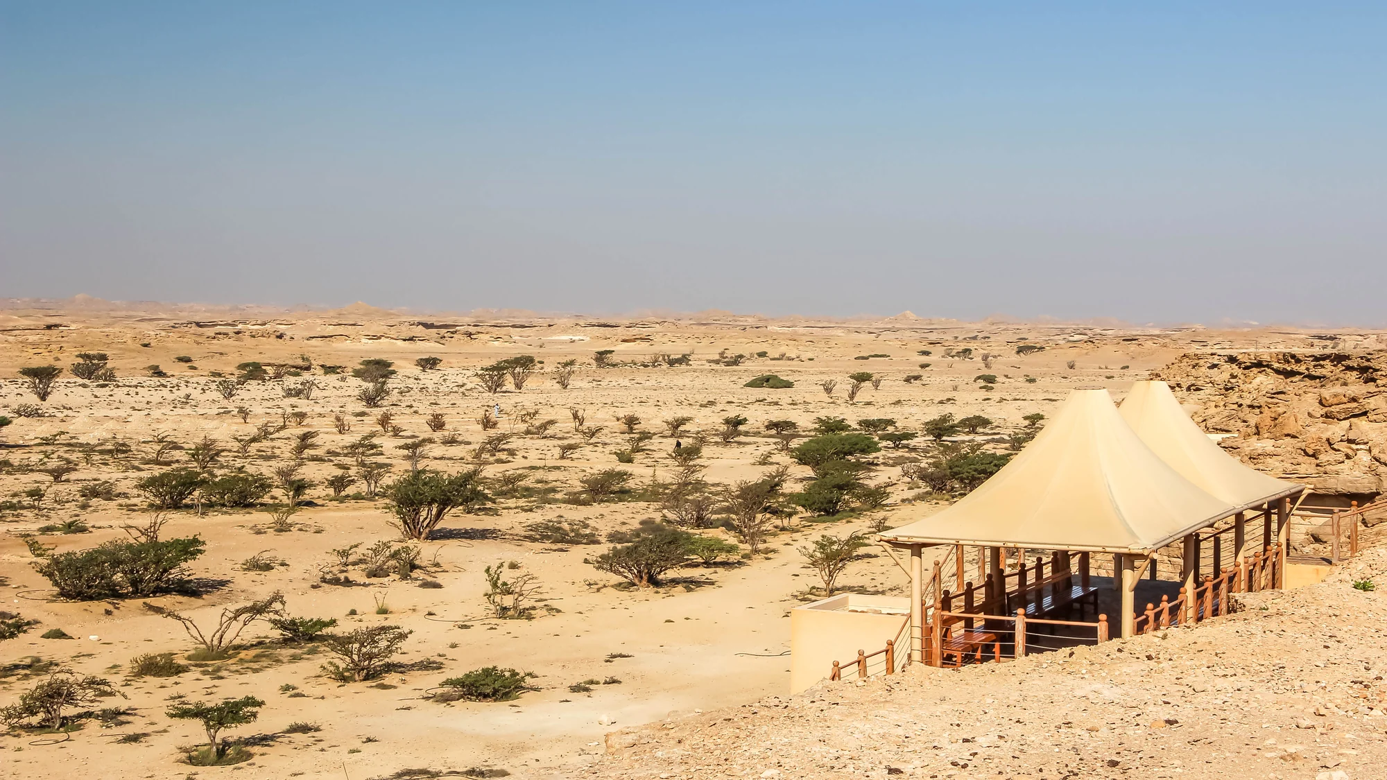 Frankincense trees growing in Wadi Dawkah, Oman